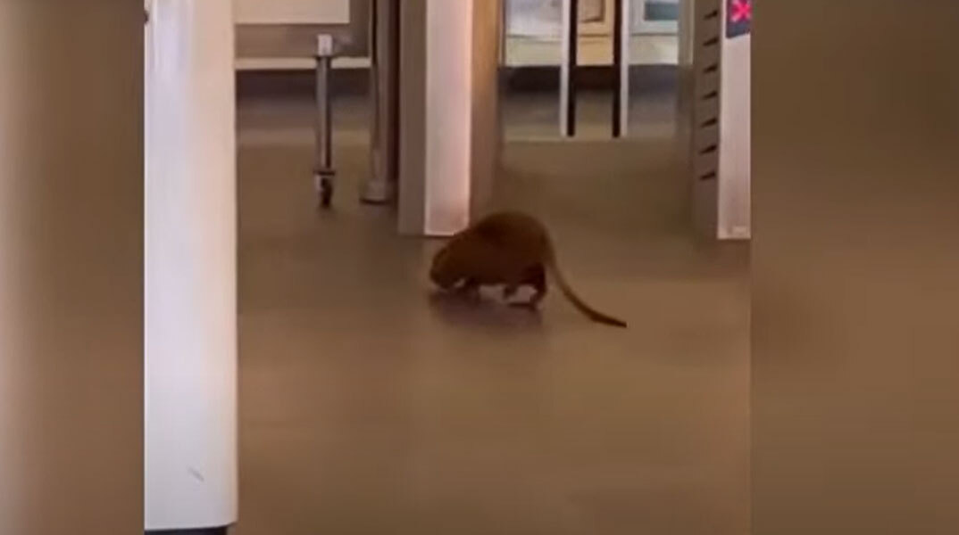 Μεγάλο τρωκτικό προκάλεσε αναστάσωση σε σταθμό του Μετρό στη Ρώμη