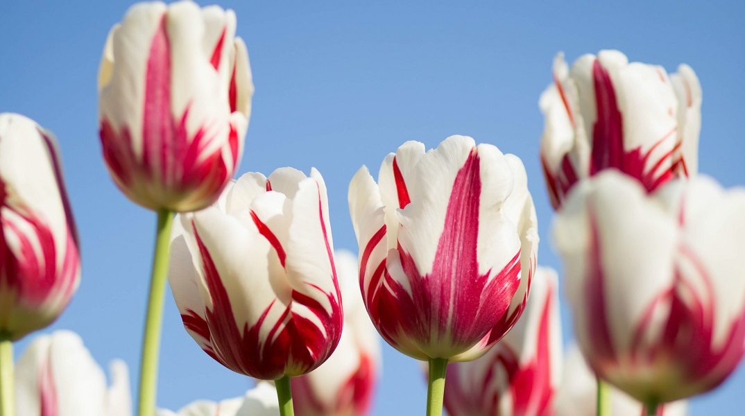 Εορτολόγιο: Σήμερα 5 Νοεμβρίου γιορτάζει…