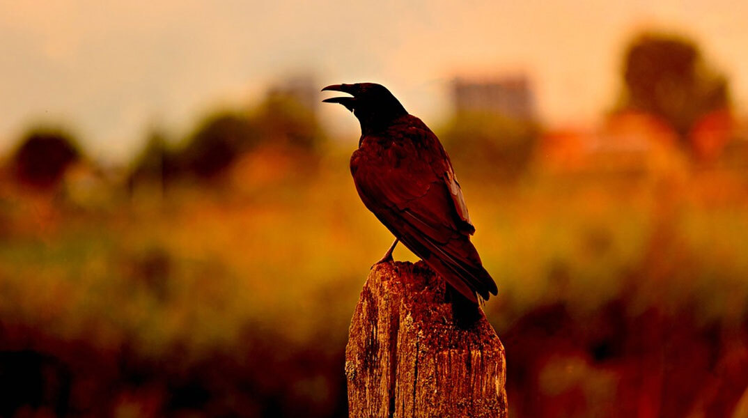 Στο χείλος της εξαφάνισης πολλά είδη πουλιών στον πλανήτη