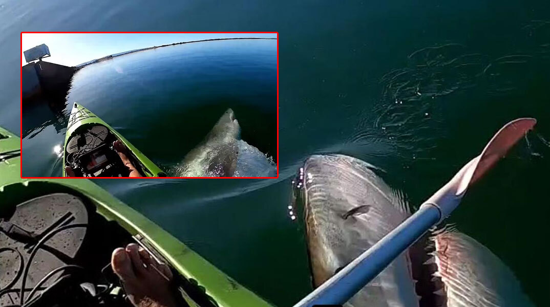 Καρέ καρέ η επίθεση λευκού καρχαρία σε καγιάκ στην Αυστραλία