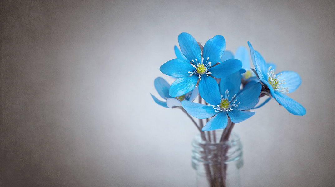 Γιορτή - λουλούδι