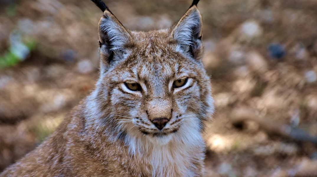 Ιβηρικός Λύγκας 