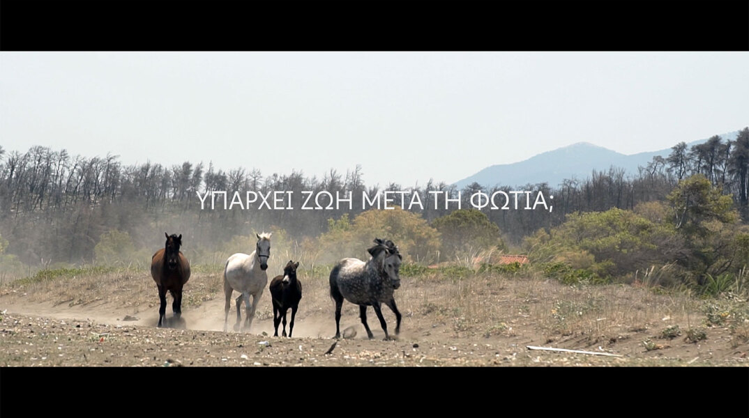 Άλογα τρέχουν σε καμένες εκτάσεις γης