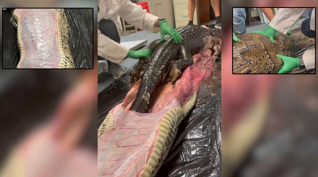Ολόκληρο αλιγάτορα κατάπιε πύθωνας στη Φλόριντα