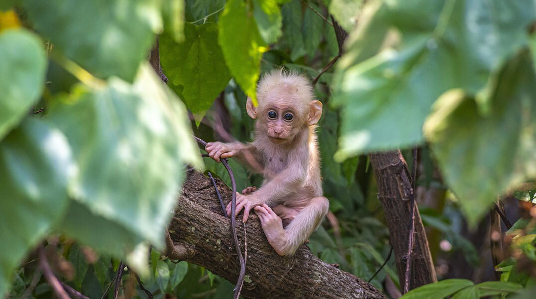 Μαϊμουδάκι σε τροπικό δάσος