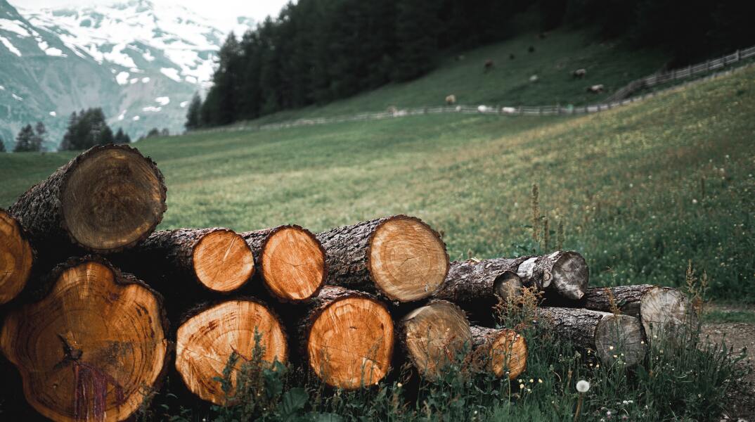 Κορμοί δέντρων