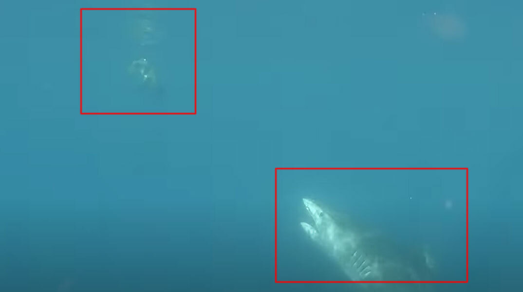 Καρχαρίας ετοιμάζεται να επιτεθεί σε θαλάσσια χελώνα στο Ανατολικό Τιμόρ