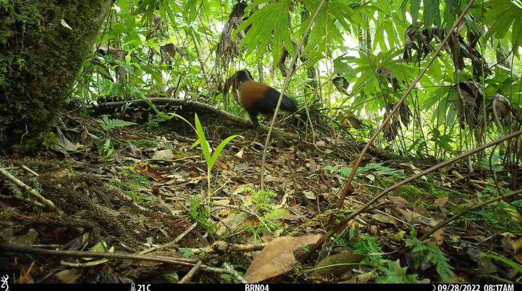 Το «εξαφανισμένο» περιστέρι-φασιανός εντοπίστηκε ξανά μετά από 140 χρόνια