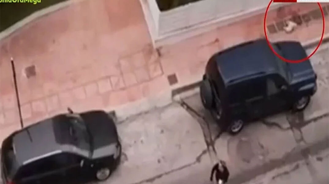 Το νεκρό κανίς στη Δραπετσώνα μετά την επίθεση από λυκόσκυλο