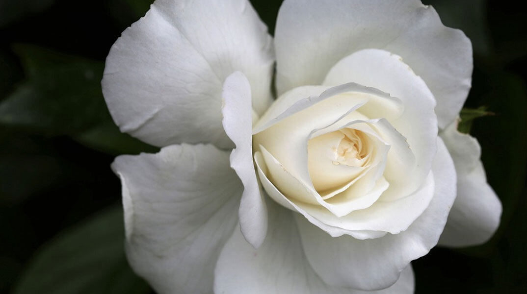 Η Κατερίνα γιορτάζει σήμερα 25 Νοεμβρίου, σύμφωνα με το εορτολόγιο