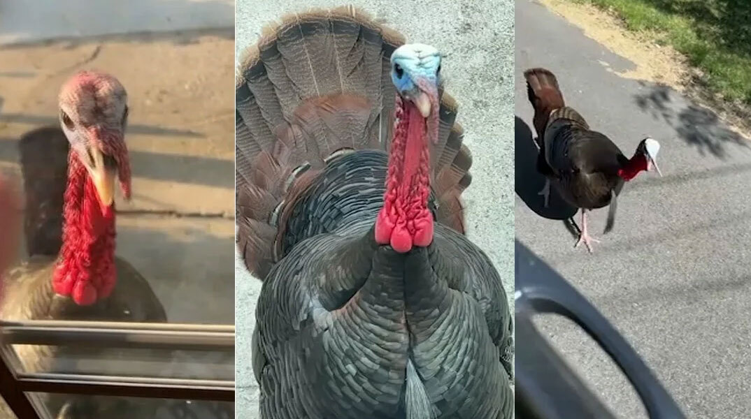 Άγριες γαλοπούλες στη Μασαχουσέτη «τρομοκρατούν» τους κατοίκους της πόλης Woburn