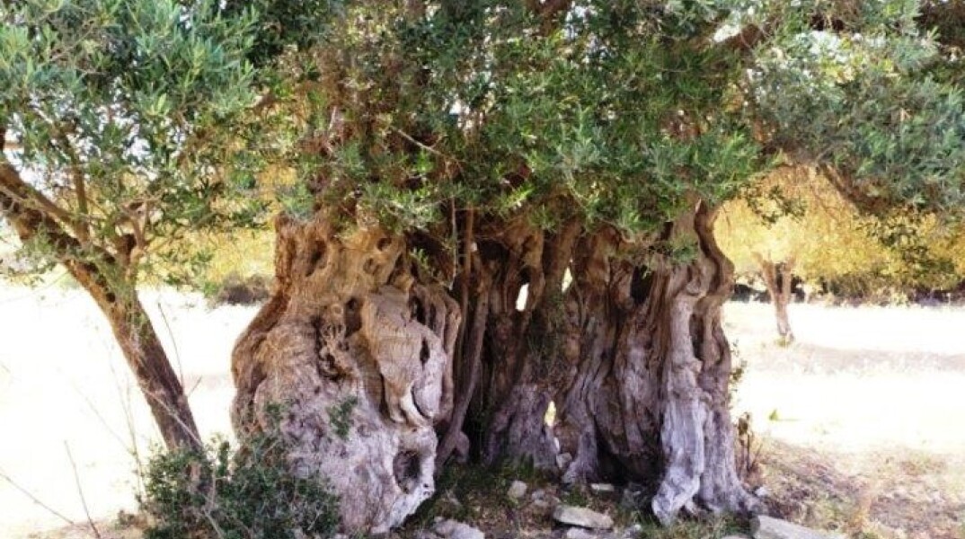 Ρόδος: Εντοπίστηκε ελαιόδεντρο ηλικίας άνω των 2.000 ετών