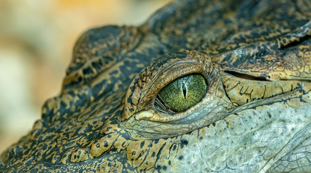 Κροκόδειλος στην Κόστα Ρίκα έφαγε 8χρονο αγόρι