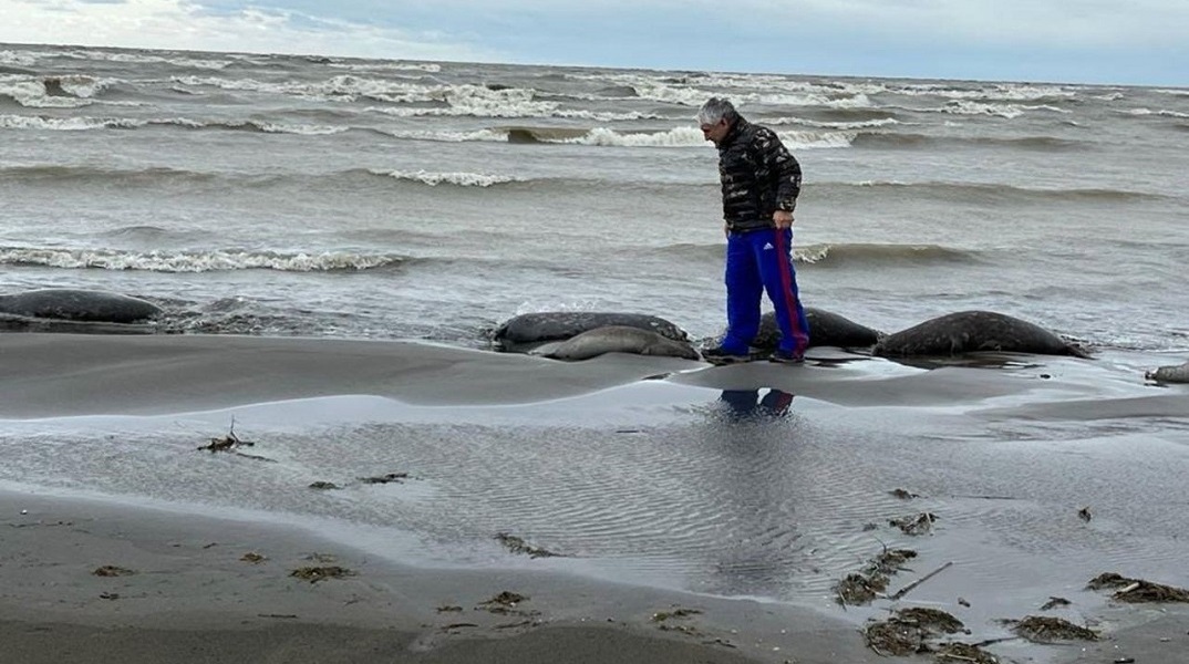 2.500 φώκιες βρέθηκαν νεκρές στις ακτές της Κασπίας Θάλασσας στη Ρωσία