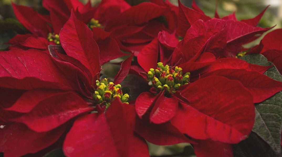 O Όσιος Πατάπιος γιορτάζει σήμερα 8 Δεκεμβρίου, σύμφωνα με το εορτολόγιο