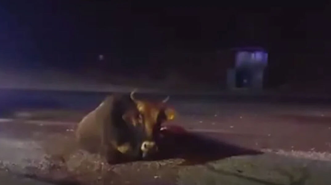 Η αγελάδα που τραυματίστηκε σε τροχαίο στην Καβάλα