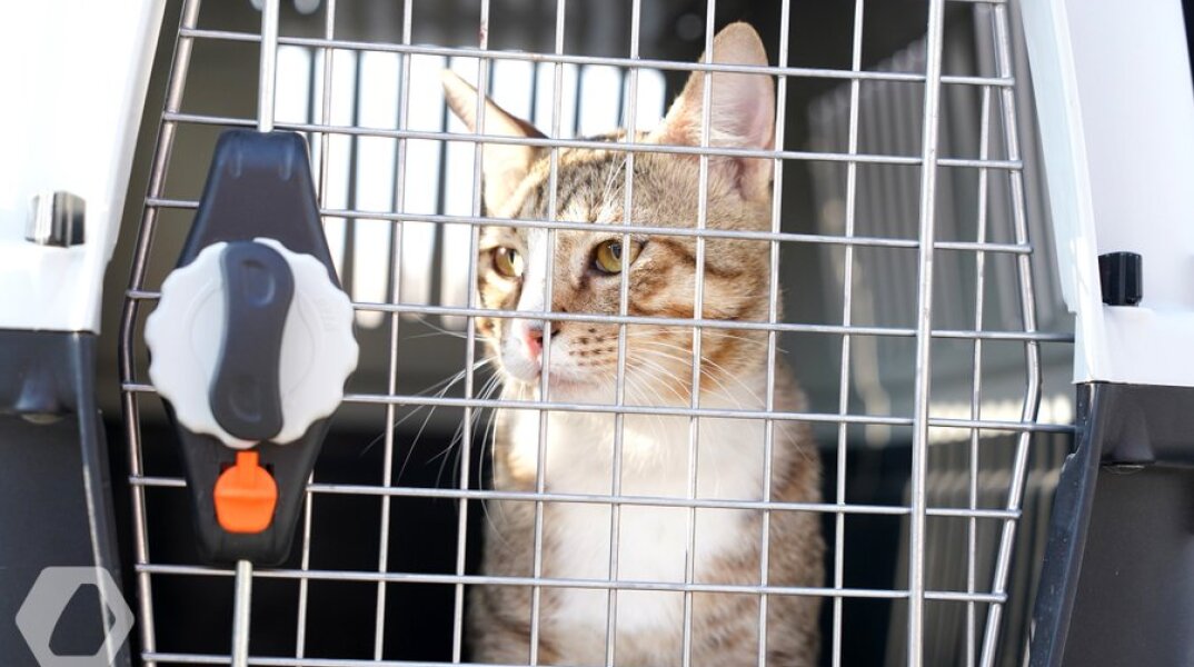 Ντέιβ ο γάτος