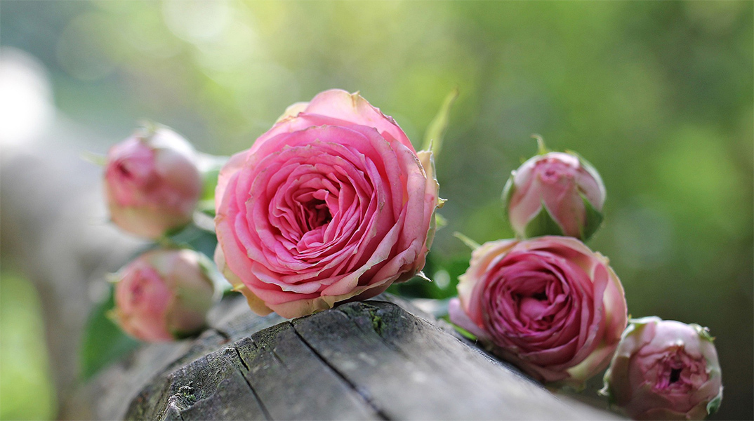 Λουλούδι - γιορτή