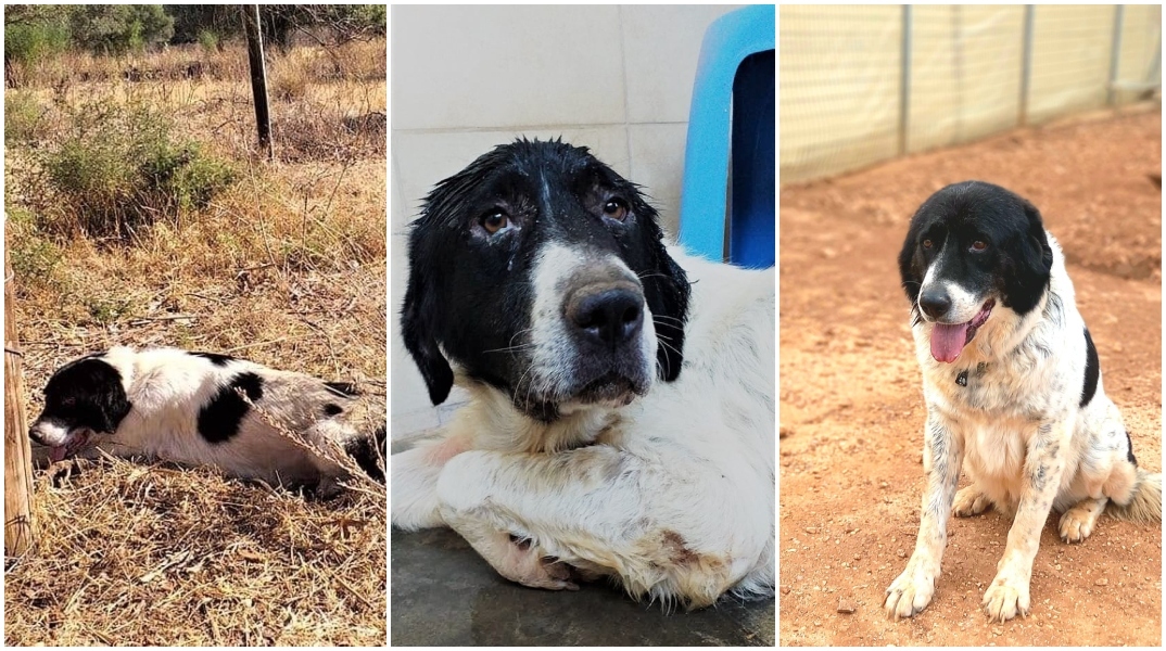  Επίσκεψη στο καταφύγιο ζών ΚΑΖ