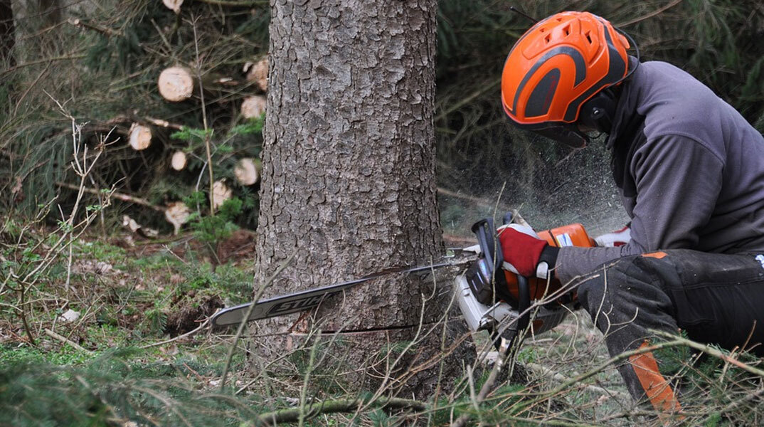 Αυξητικές τάσεις για την αποψίλωση δασών στη Δυτική Ευρώπη