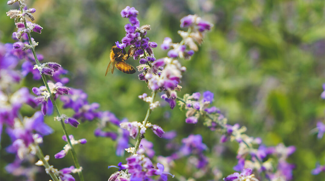 Μέλισσα σε λουλούδι