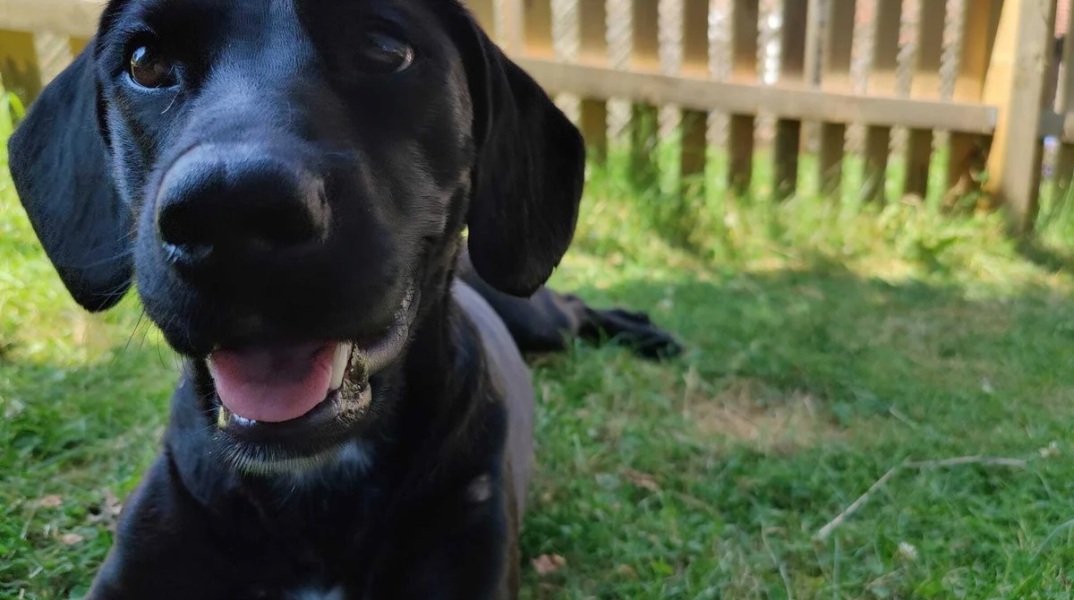 They flew to Nashville. Bluebell, their dog, was sent to Saudi Arabia