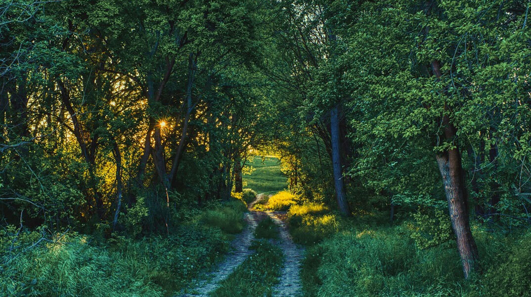 Με το πάτημα ενός κουμπιού η πρόσβαση στους νέους δασικούς χάρτες μετά την κύρωσή τους