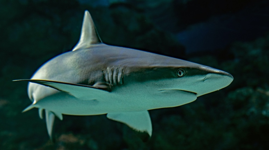 Aυστραλία: Σέρφερ σώζει μικρό καρχαρία που είχε βγει στην ακτή 