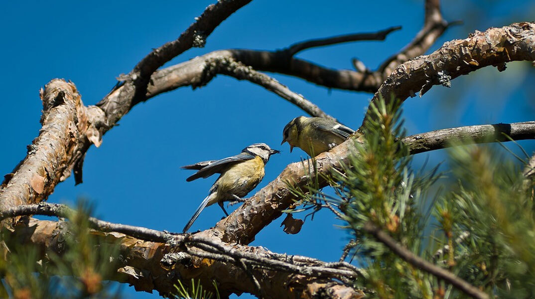 Καλές καιρικές συνθήκες σήμερα Πρωτοχρονιά 2023
