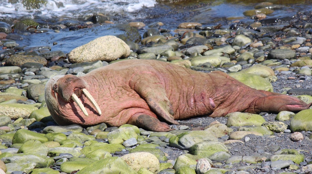 Στη βρετανική πόλη του Σκάρμπορο δεν έπεσαν πυροτεχνήματα λόγω ενός σπάνιου θαλάσσιου ίππου