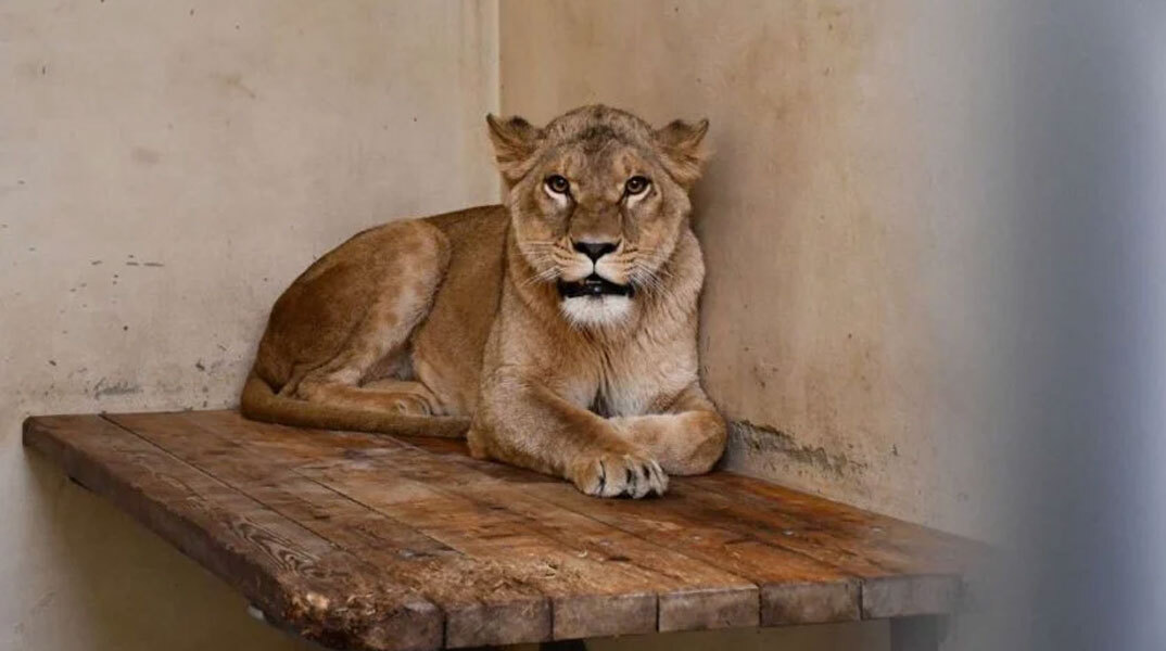 Το ένα από τα τρία λιοντάρια που μεταφέρθηκαν στη Δανία από την Ουκρανία