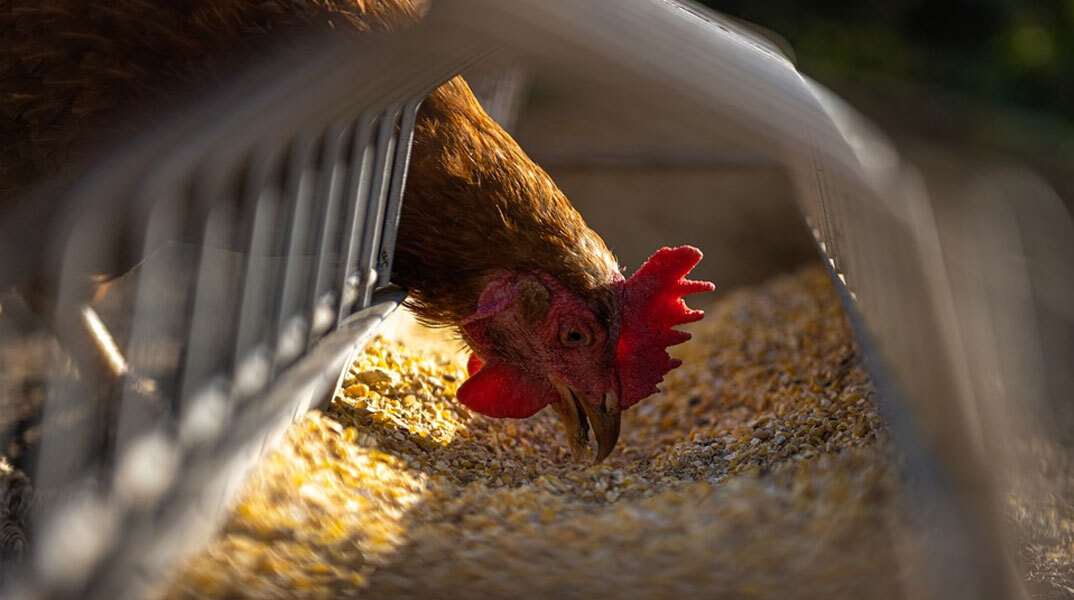 Σε έξαρση η γρίπη των πτηνών στην Τσεχία