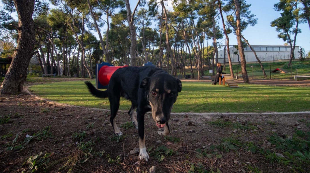 Δήμος Αθηναίων: Δύο νέα σύγχρονα πάρκα σκύλων στην πόλη