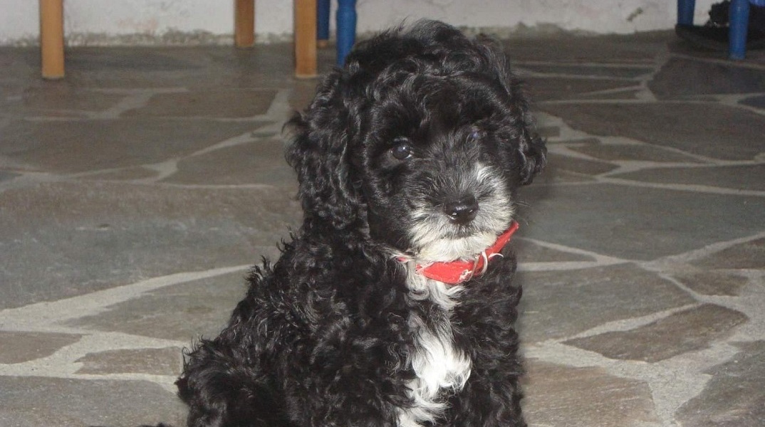 Νηπιαγωγός έγραψε βιβλίο για το σκυλάκι της που έφυγε από ανίατη ασθένεια