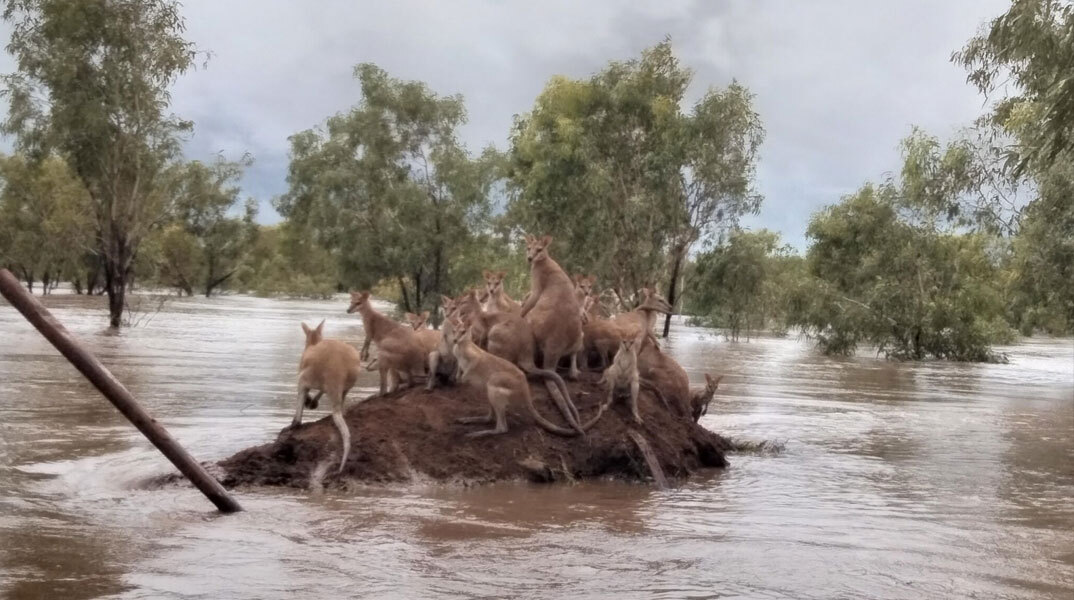 Καγκουρό στην Αυστραλία πάνω σε «βουνό» από χώμα για να σωθούν από τις πλημμύρες