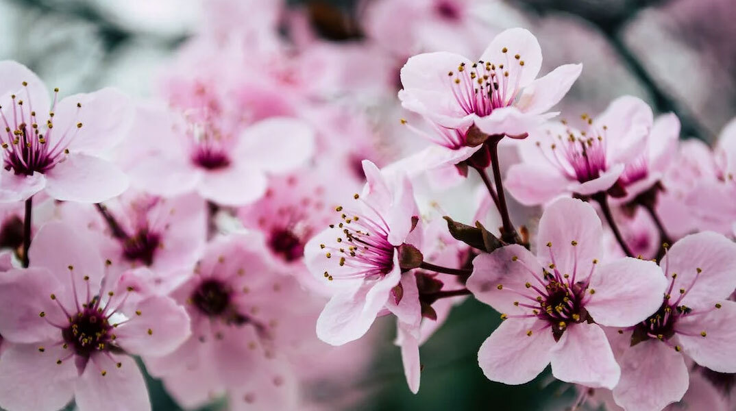 Το εορτολόγιο σήμερα 9 Ιανουαρίου 2023 δεν έχει κάποιον/α που να γιορτάζει