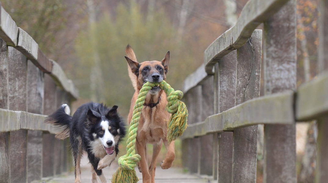 Σκύλος: Αυτή είναι η πιο έξυπνη ράτσα στον κόσμο 