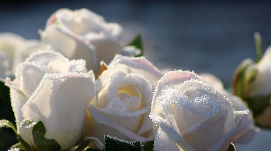 Λουλούδια - Γιορτή