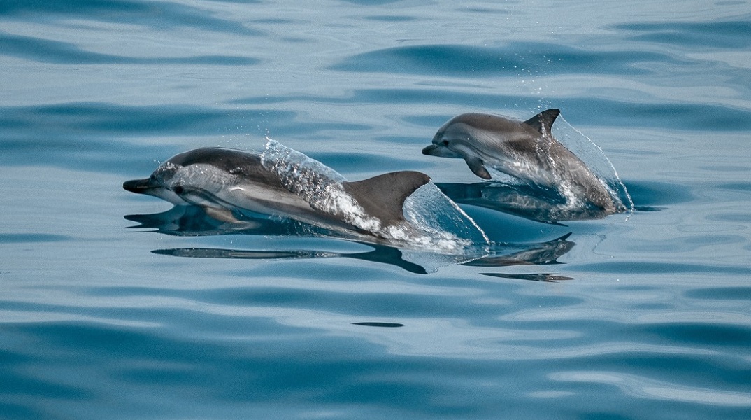 Πάνω από 100 νεκρά δελφίνια του Αμαζονίου στη Βραζιλία -  Στους 39 βαθμούς η θερμοκρασία του νερού