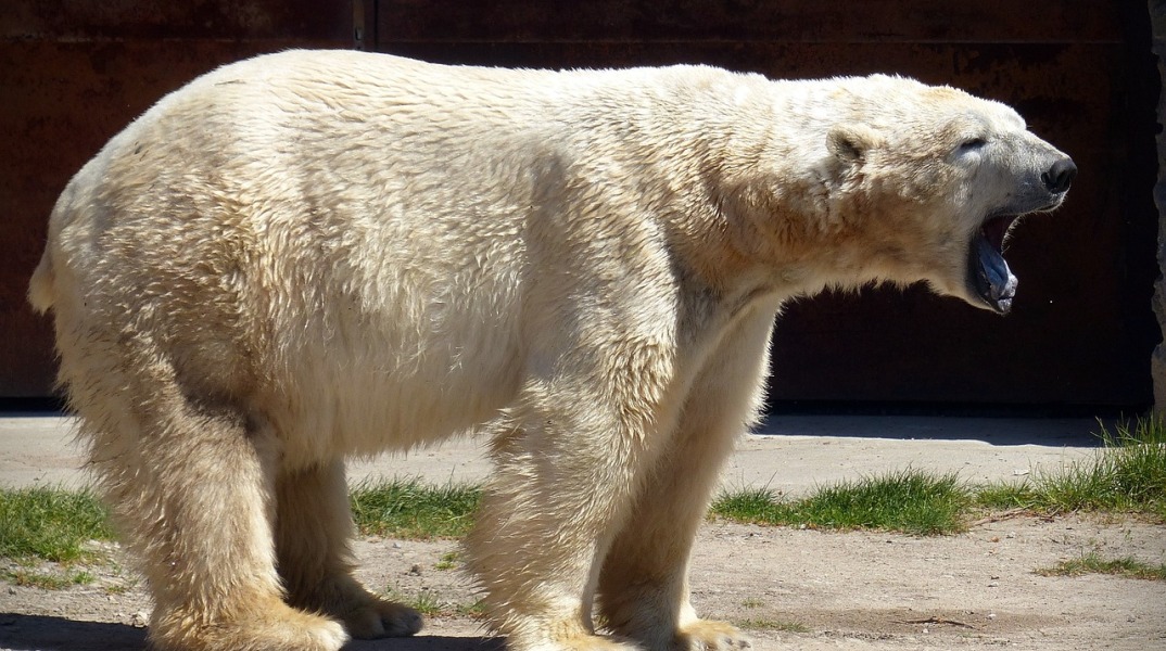 Αλάσκα: Πολική αρκούδα κυνήγησε κατοίκους, σκότωσε γυναίκα και ένα αγόρι