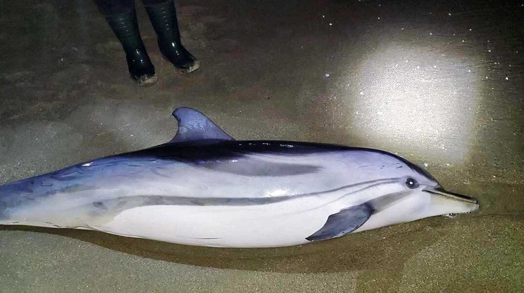 Το δελφίνι που εκβράστηκε νεκρό σε παραλία στην Καβάλα