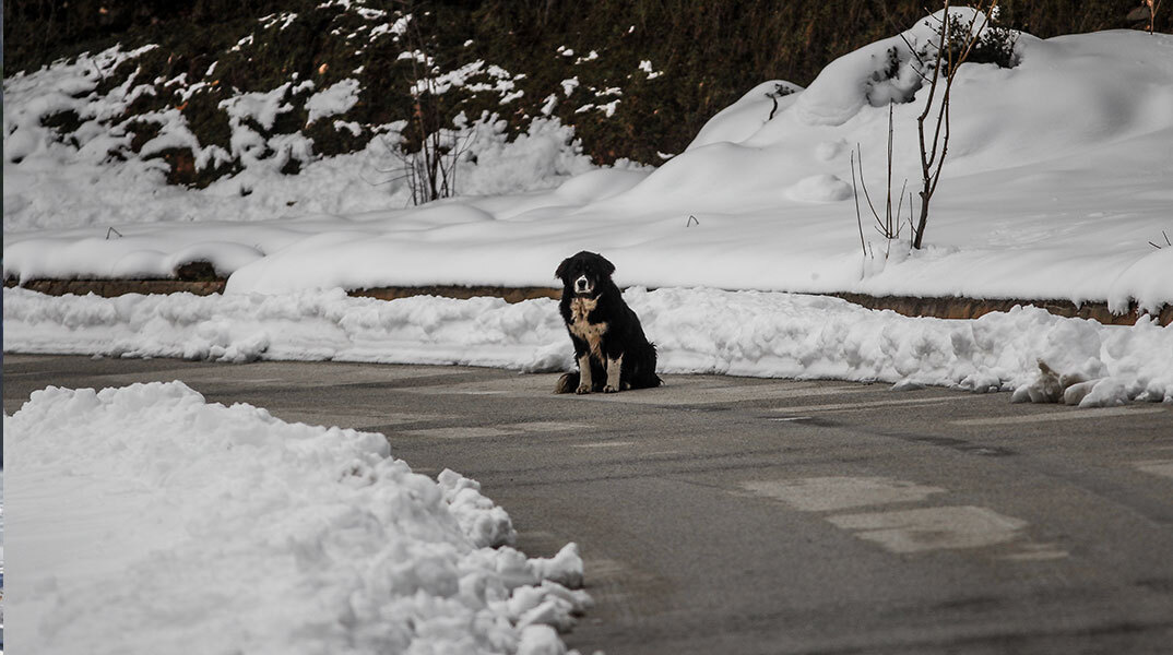 Σκύλος στα χιόνια