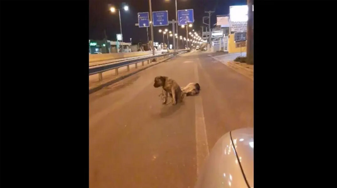 Ο σκύλος στην Κρήτη που θρηνεί τον νεκρό του φίλο στη μέση του δρόμου