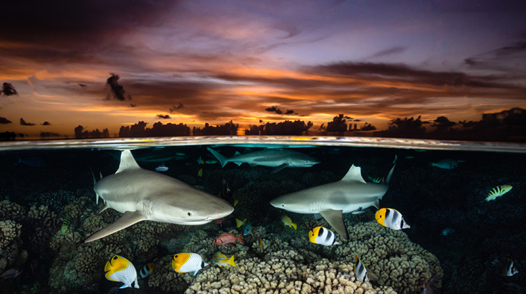 Φωτογραφία: Τα βραβεία του μεγαλύτερου διαγωνισμού κάτω από την θάλασσα