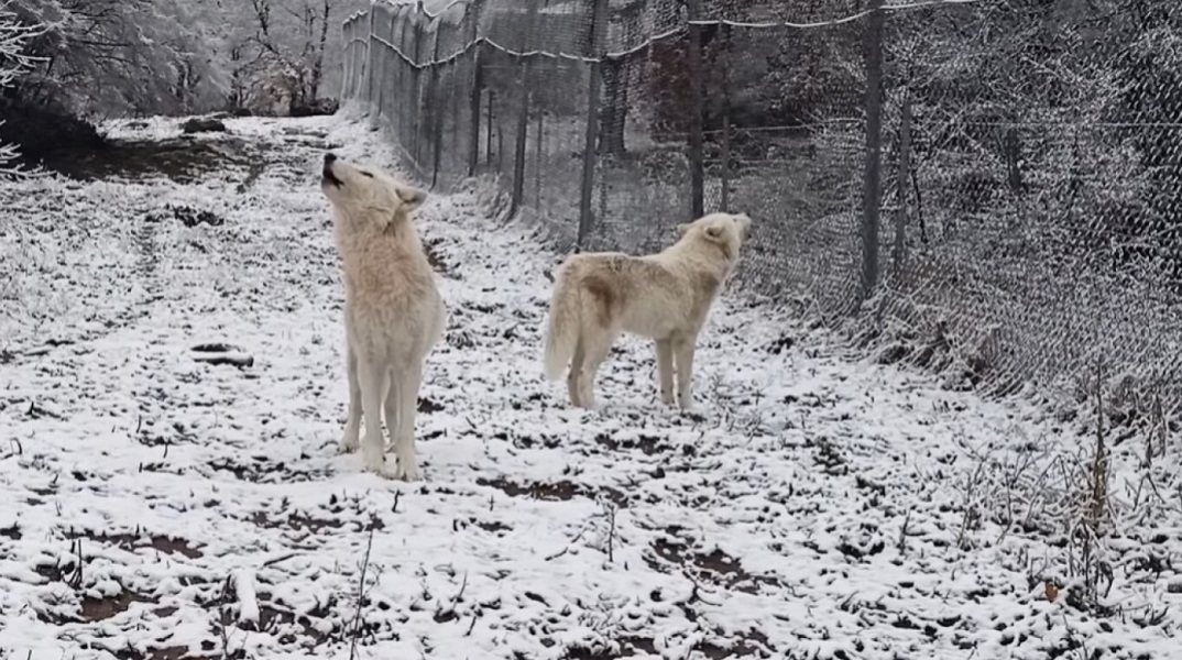 Κακοκαιρία: Οι κραυγές των λύκων στα πρώτα χιόνια