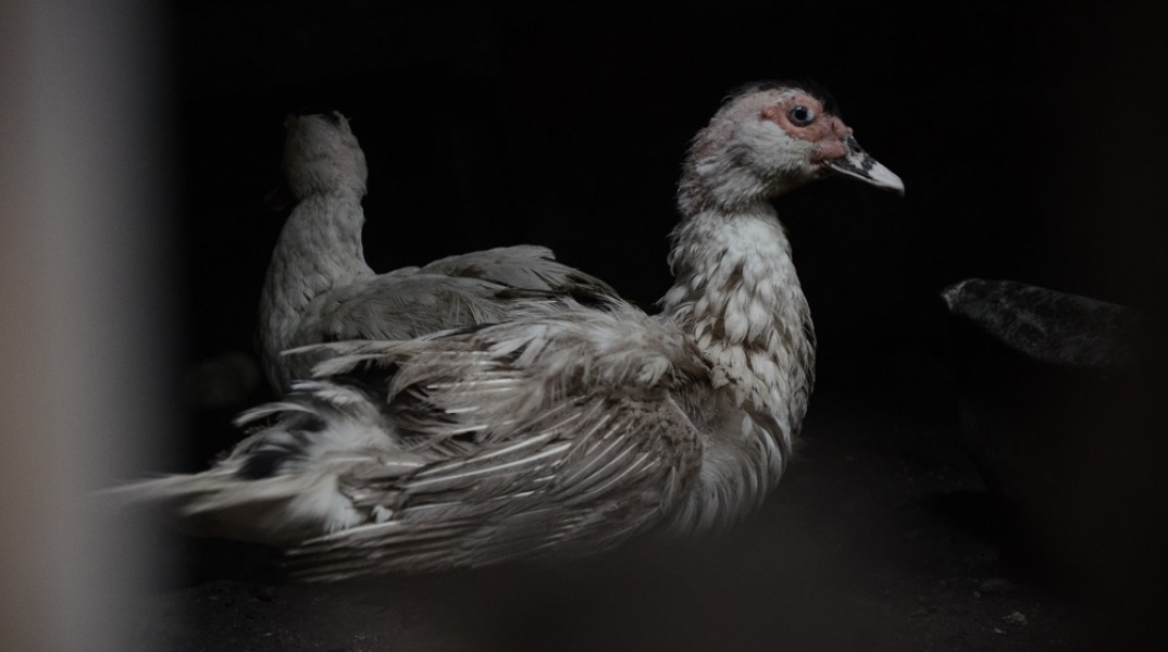 Dodo, το πτηνό-έμβλημα της εξαφάνισης