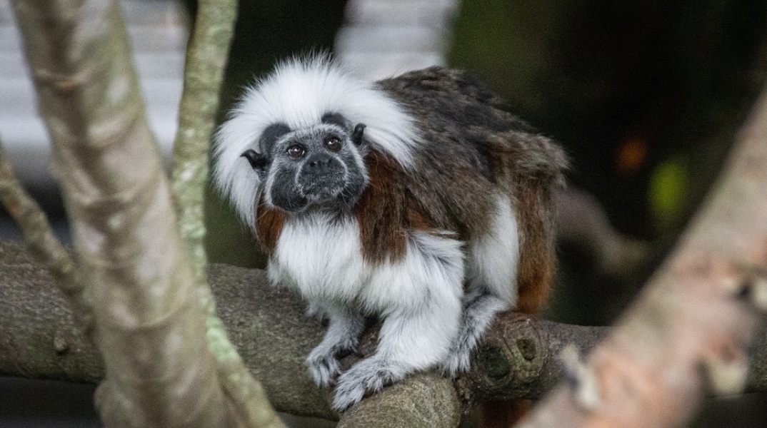 Δύο αυτοκρατορικοί λεοντοπίθηκοι εξαφανίστηκαν από ζωολογικό κήπο στις ΗΠΑ