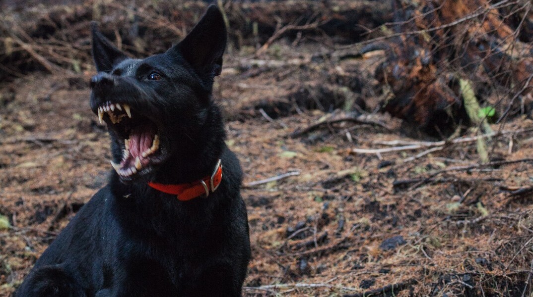 Η στιγμή της επίθεσης που δέχθηκε ο 9χρονος από σκύλο στο Καματερό