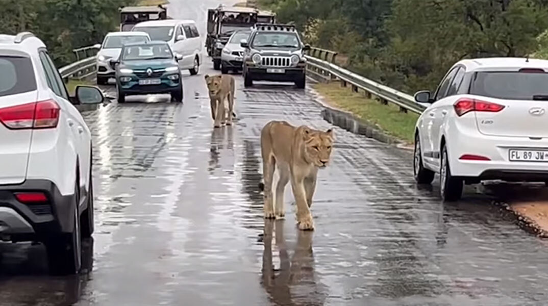 Σε λιοντάρια οφειλόταν το μποτιλιάρισμα σε δρόμο στη Νότια Αφρική