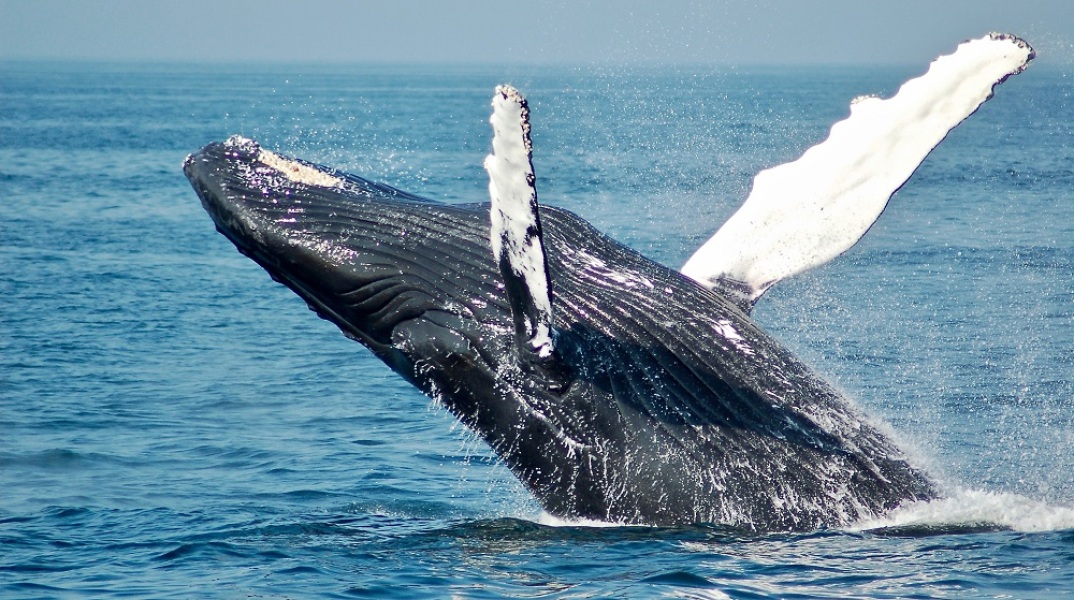 Γαλλία: Εθελοντές, λιμενικοί και επιστήμονες έσωσαν μια μεγάπτερη φάλαινα που είχε παγιδευτεί σε ποταμό	